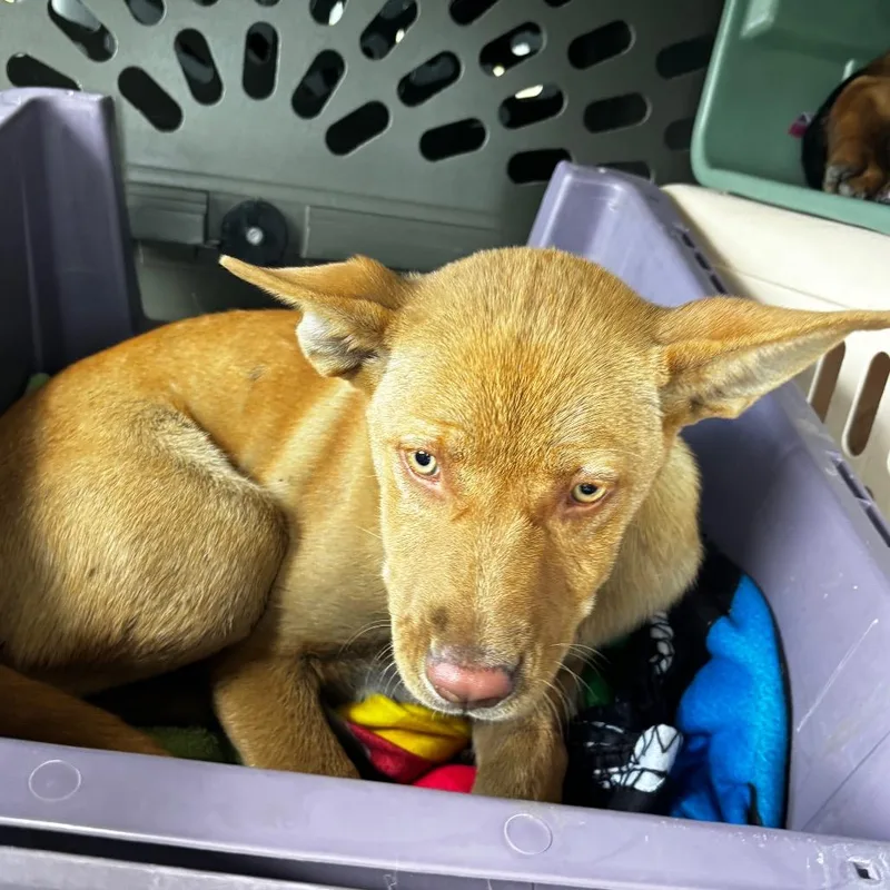 A young medium-sized female Mixed Breed dog named Ginnie for adoption in Bismarck, ND