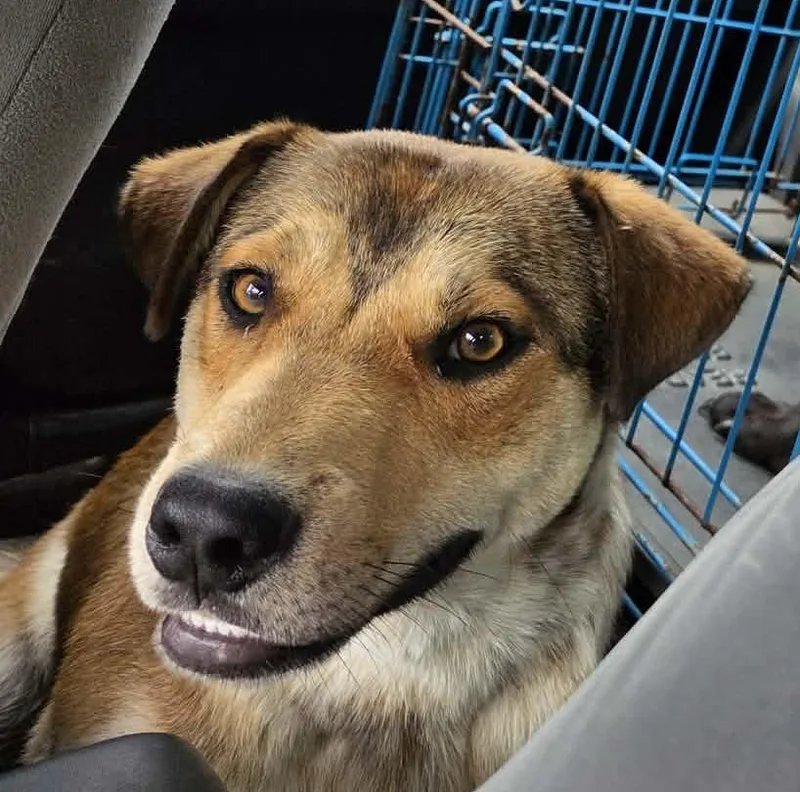 An adult medium-sized male Catahoula Leopard Dog dog named Luca for adoption in Somerset, KY