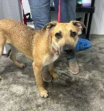 A young medium-sized female Golden Shar-Pei dog named Chelsea for adoption in Scottsburg, IN