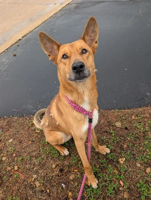 Dingo