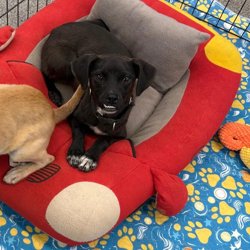 A young small-sized male Black Mixed Breed dog named Titan for adoption in Ione, CA