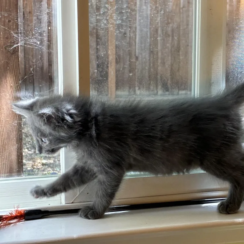 A baby small-sized male Gray / Blue / Silver Domestic Short Hair cat named Remy for adoption in Pleasanton, CA