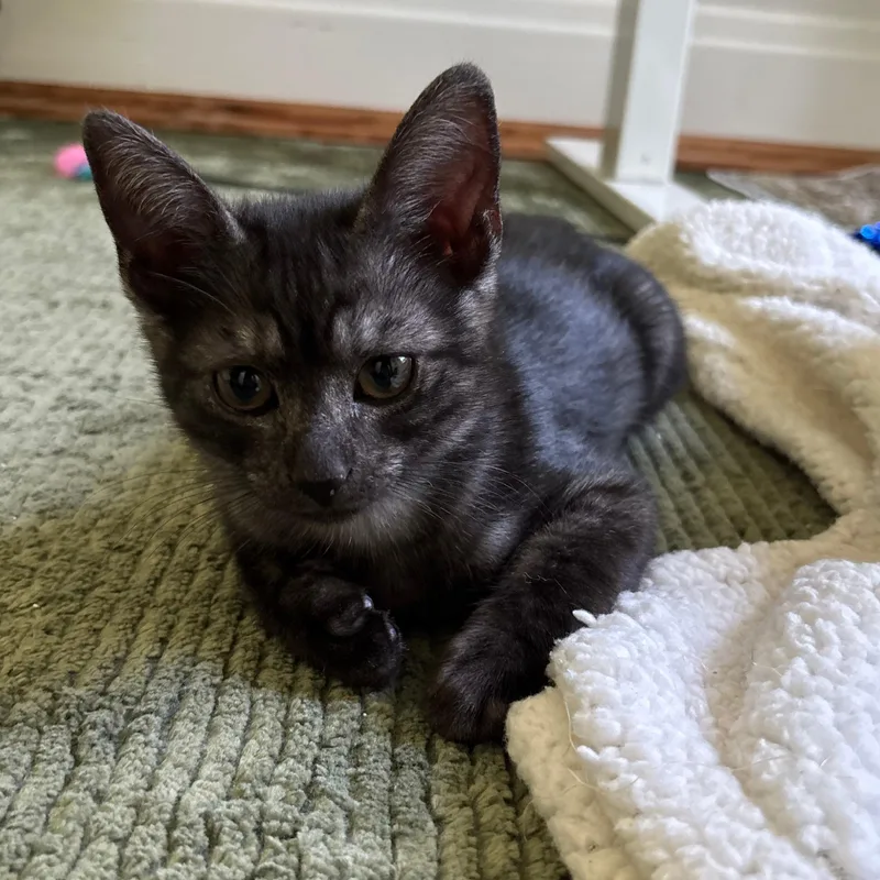 A baby small-sized male Smoke Domestic Short Hair cat named Flemish Giant for adoption in Richmond, VA