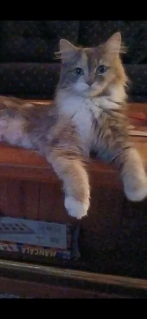 An adult small-sized female Domestic Medium Hair cat named Callie for adoption in Clinton Township, MI