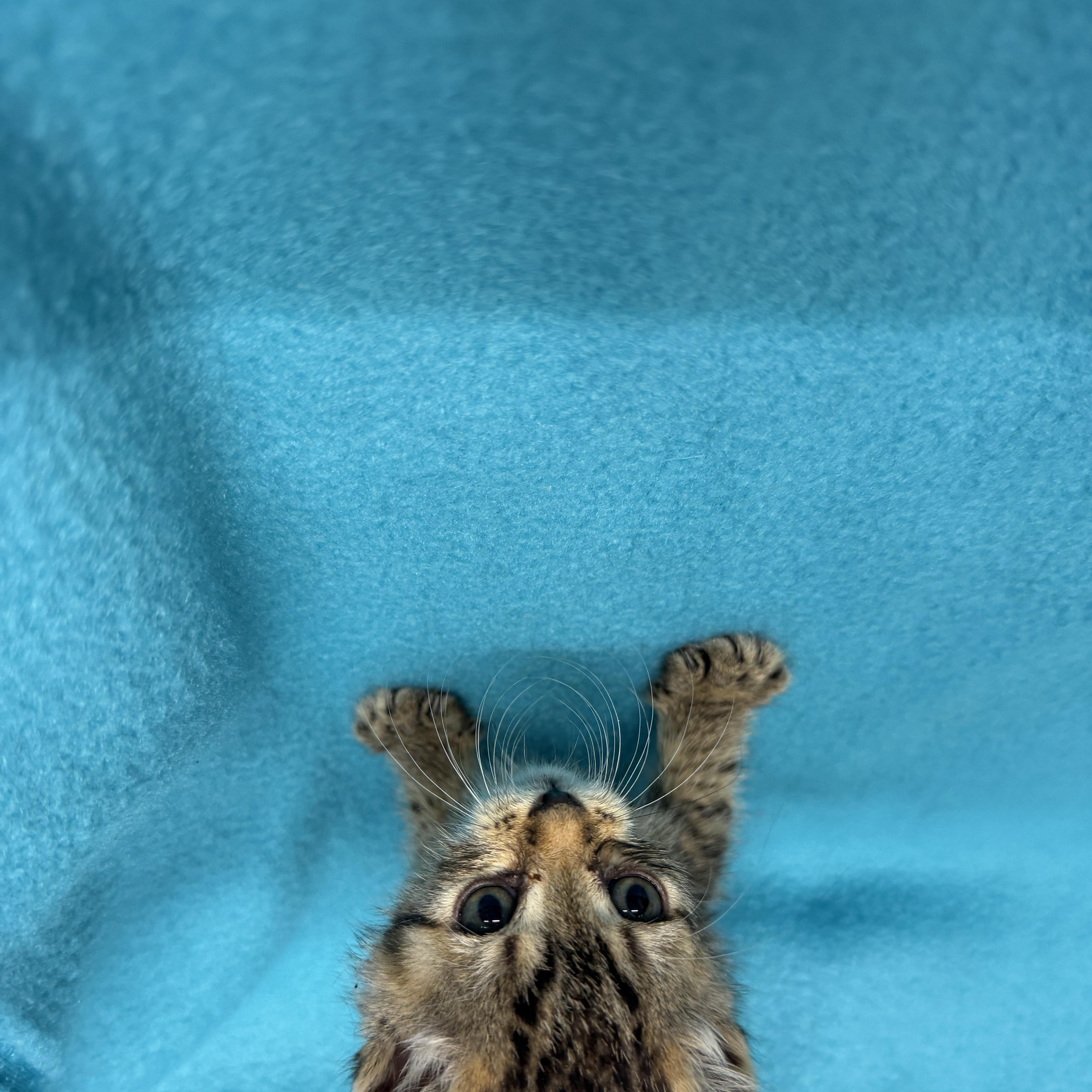 A baby medium-sized female Domestic Short Hair cat named Bumble for adoption in Oakdale, CA