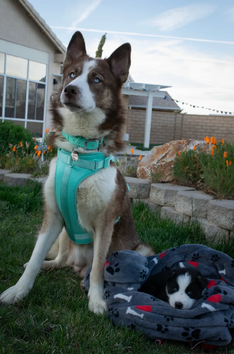 An adult large-sized female Siberian Husky dog named Meadow for adoption in Burbank, CA