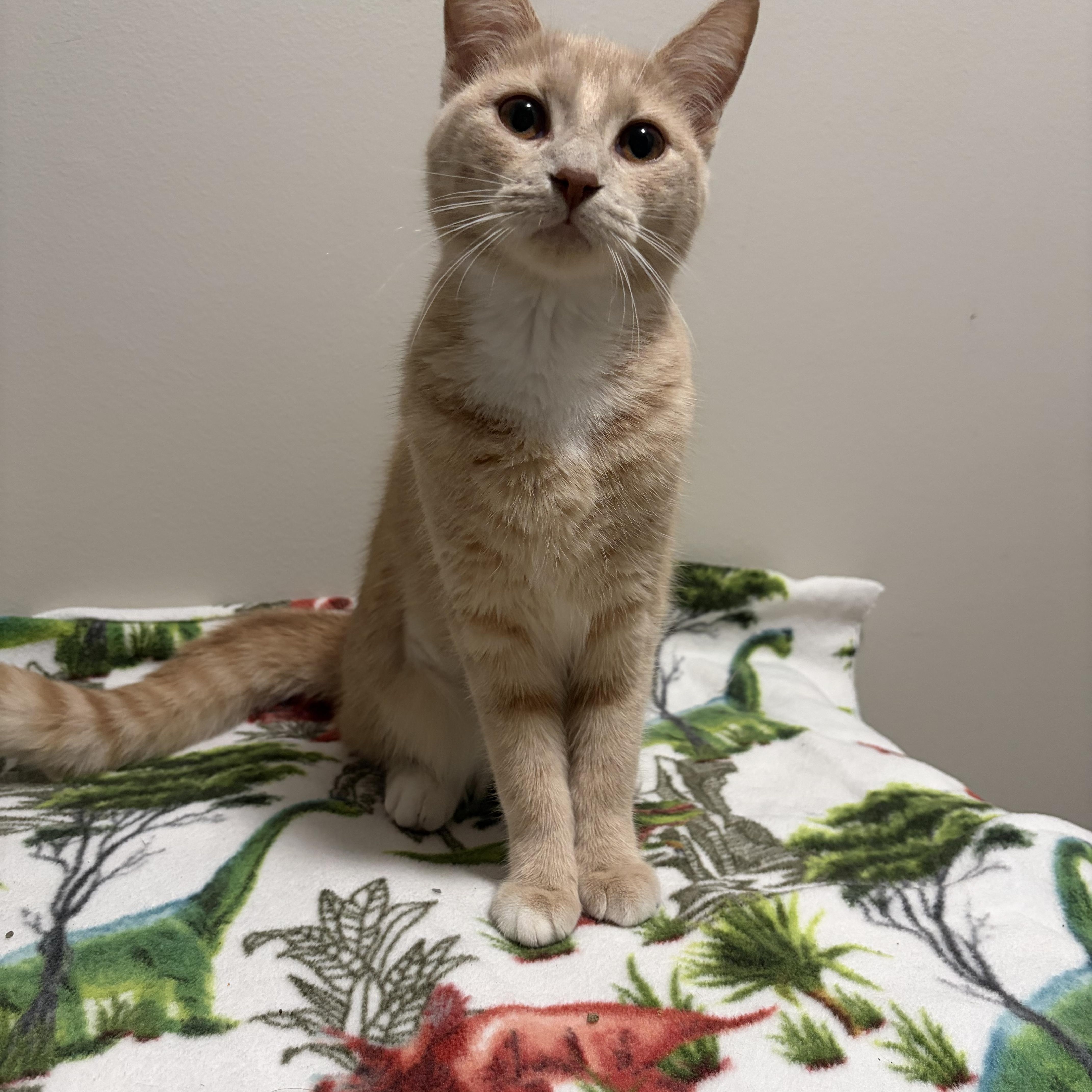 A baby small-sized female Tabby (Buff / Tan / Fawn) Domestic Short Hair cat named Martha for adoption in Davisburg, MI
