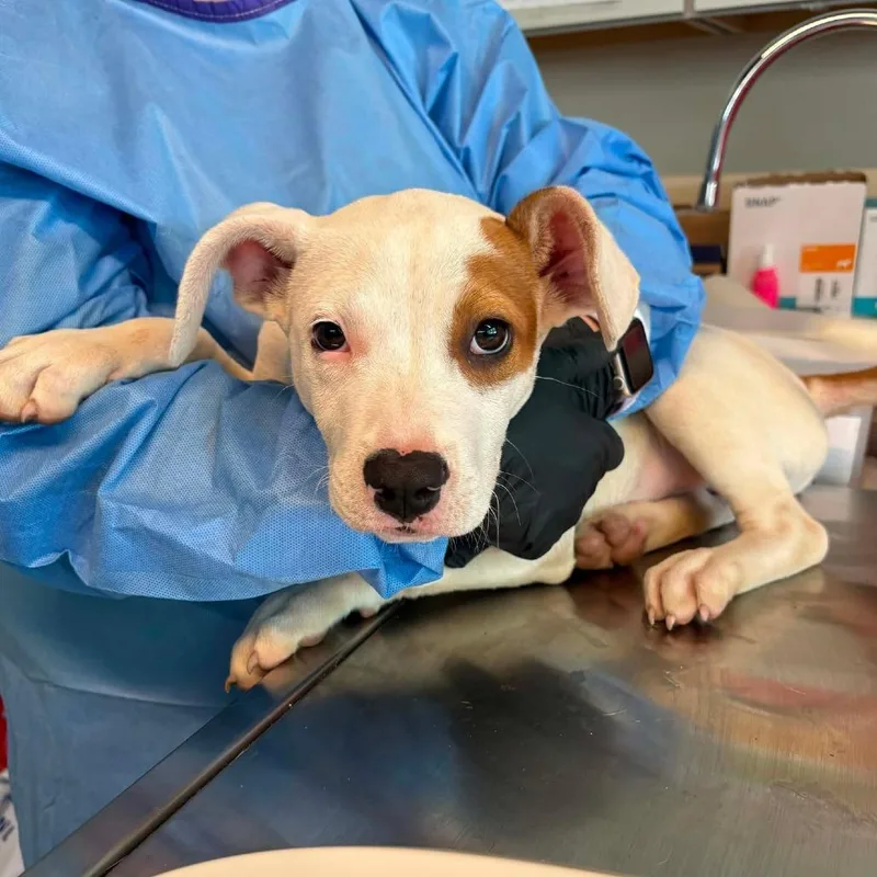 A baby small-sized male White / Cream Mixed Breed dog named Humpty Dumpty for adoption in Huntington, WV
