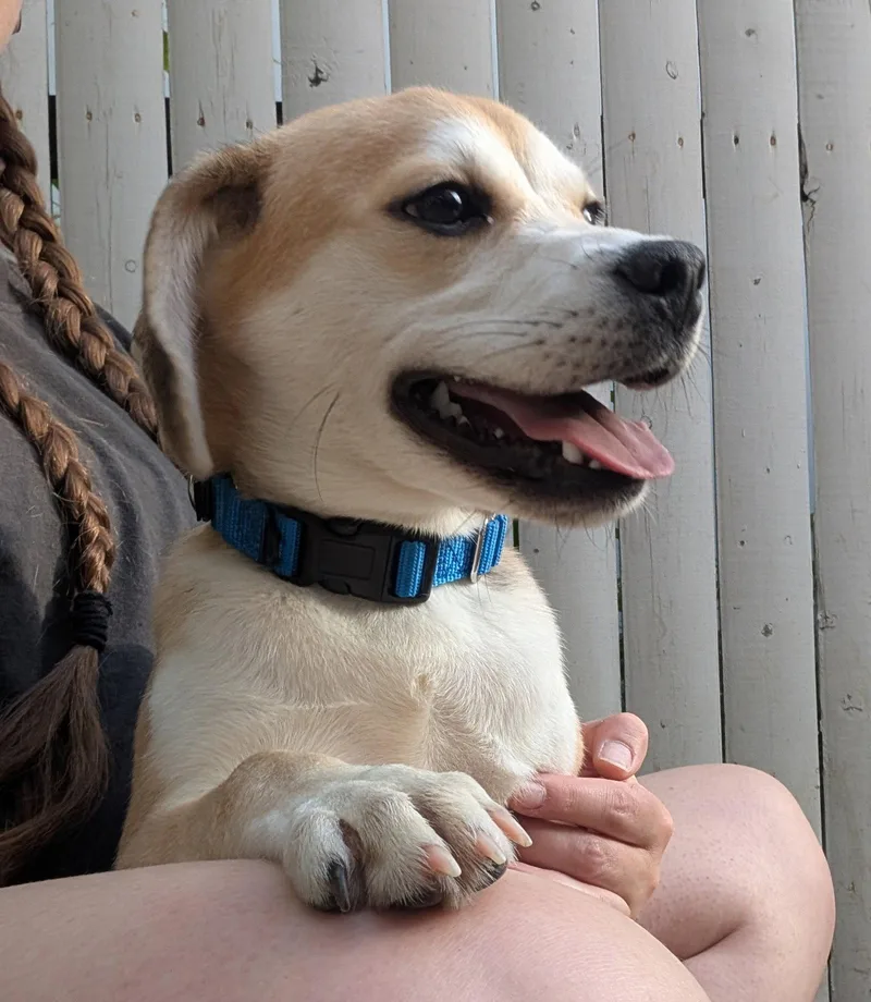 Puppy Wrick thumbnail 2