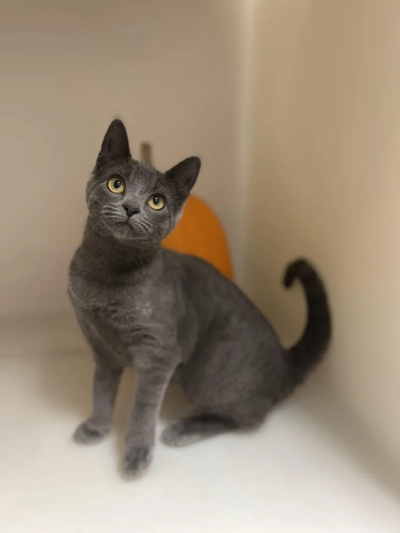A young medium-sized female Domestic Short Hair cat named Beetle for adoption in Howes Cave, NY