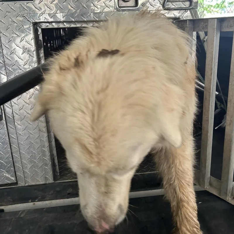 Old Allensville Rd Stray