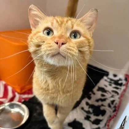 A young medium-sized male Domestic Short Hair cat named Dublin for adoption in Janesville, WI