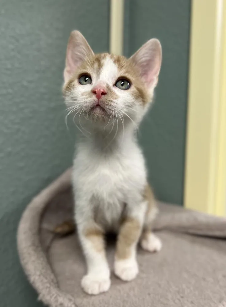 A baby small-sized male Domestic Medium Hair cat named Parakeet for adoption in Jamestown, CA
