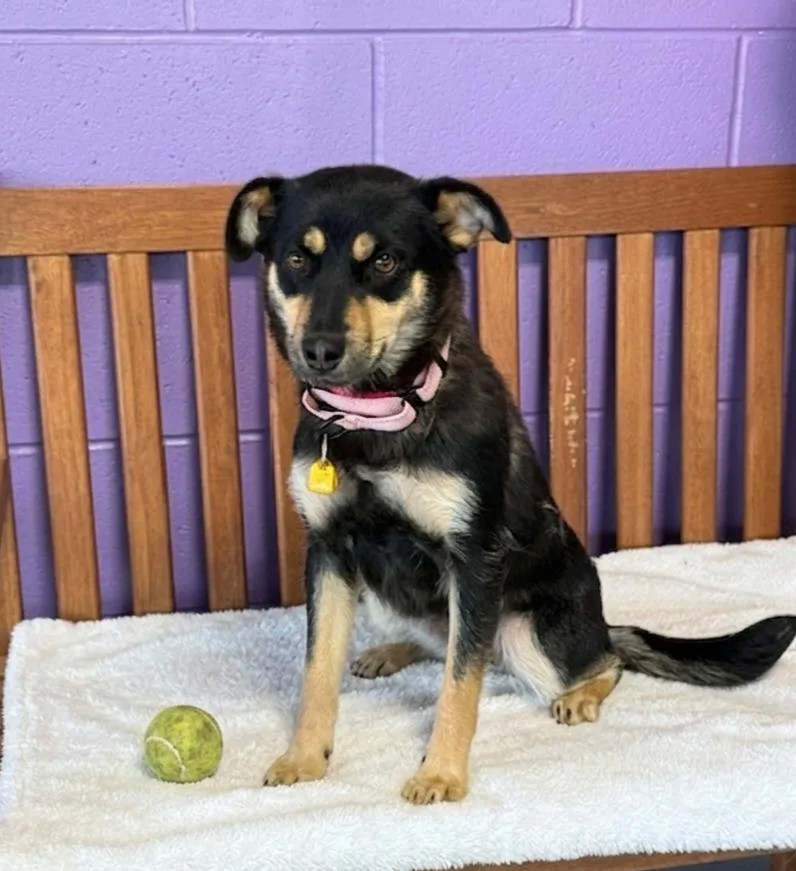 A young medium-sized female Corgi dog named Freya for adoption in North Prairie, WI
