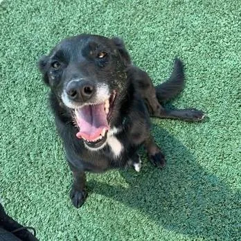A senior medium-sized female Black Mixed Breed dog named Cupcake for adoption in San Francisco, CA