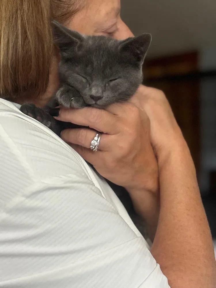 A baby small-sized female Domestic Short Hair cat named Peppy for adoption in Duxbury, MA