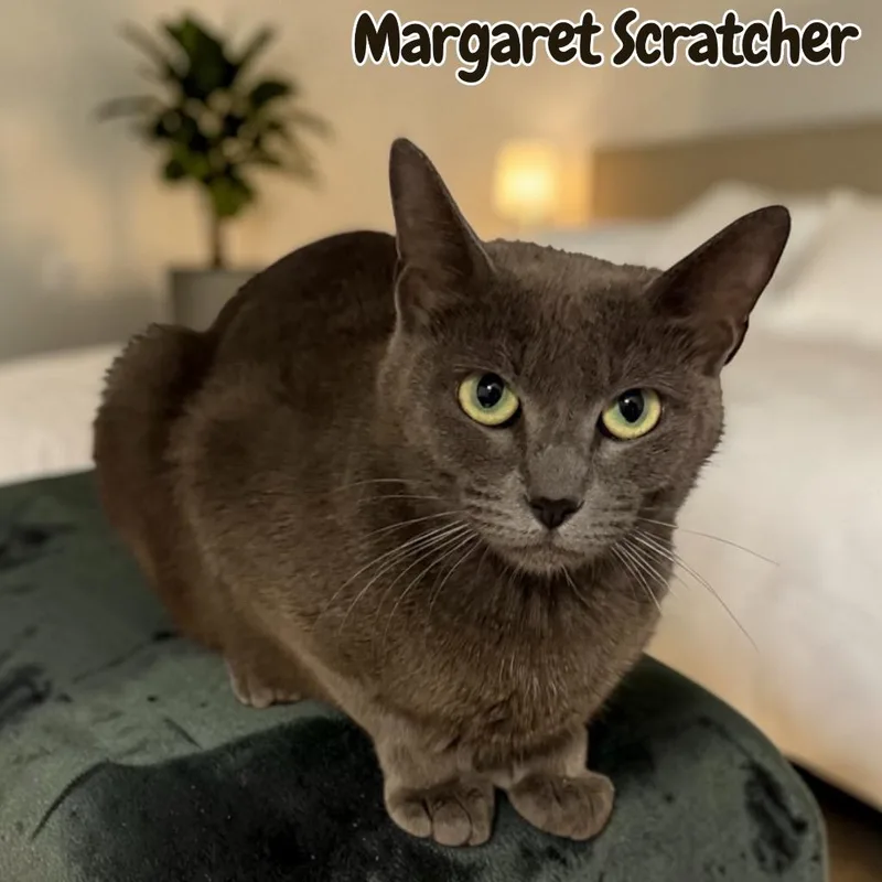 An adult medium-sized female Domestic Short Hair cat named Margaret Scatcher for adoption in Sorrento, LA
