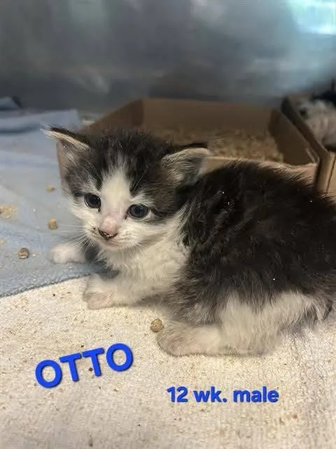 A baby medium-sized male Black & White / Tuxedo Domestic Short Hair cat named Otto for adoption in Holbrook, NY