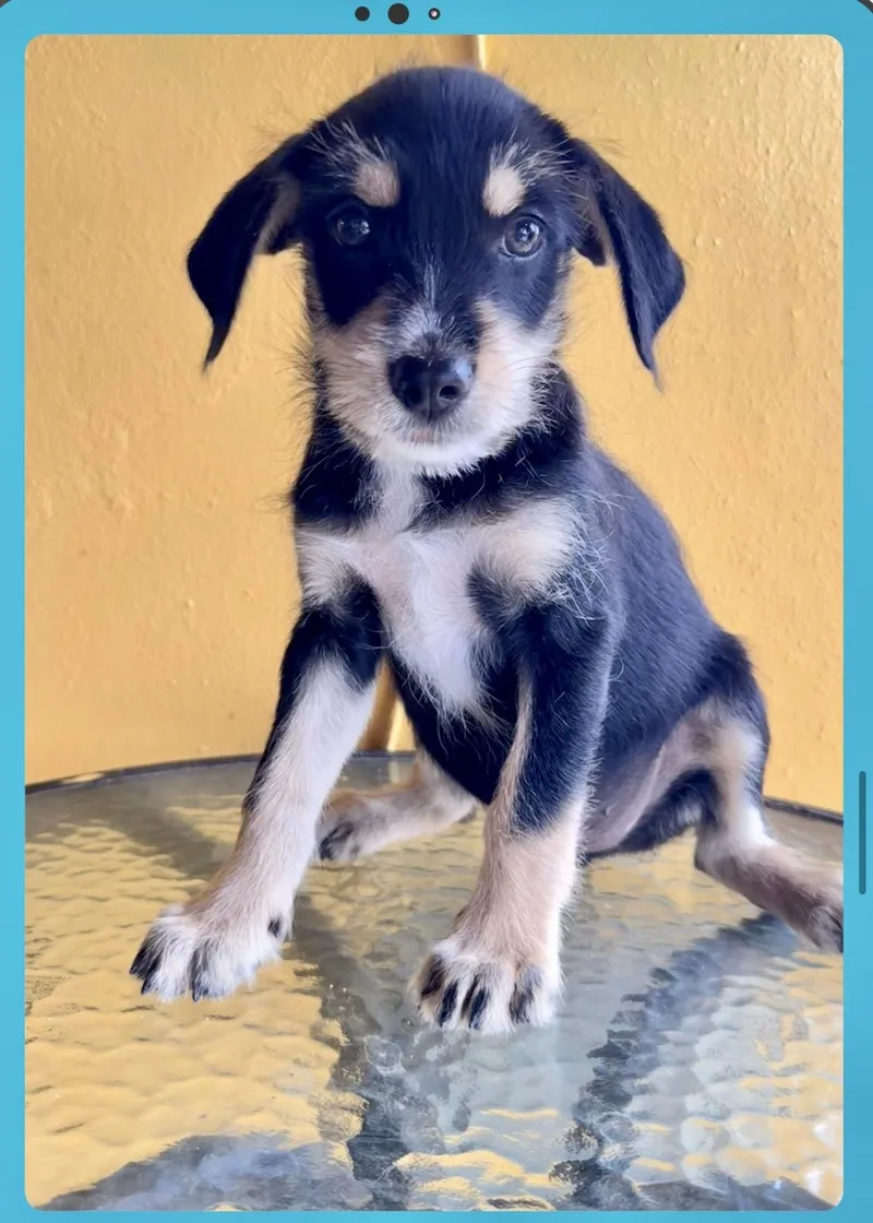 A baby medium-sized male Black Border Terrier dog named Neo for adoption in Lake Forest, IL