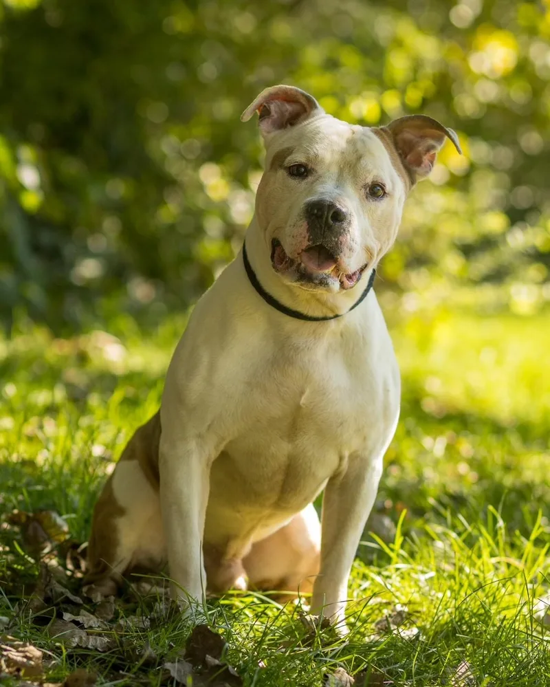 An adult large-sized male Brown / Chocolate American Bulldog dog named King Arthur for adoption in Bridgeport, CT
