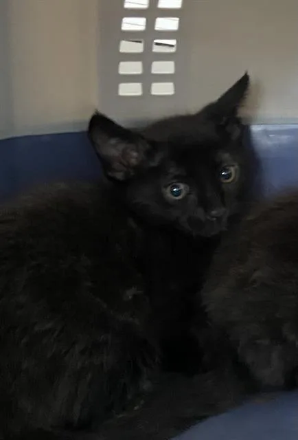 A baby medium-sized male Domestic Short Hair cat named Kit for adoption in Dallas, TX
