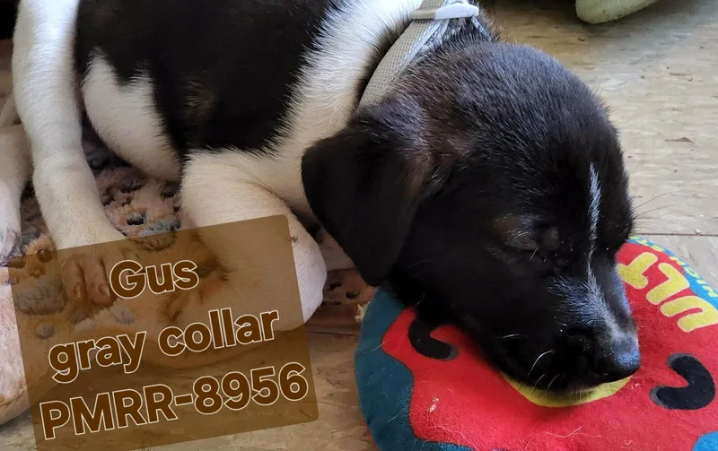 Gus thumbnail 2