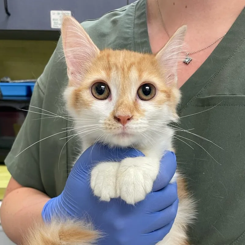 A baby small-sized female Orange / Red Domestic Short Hair cat named Cool Beans for adoption in Charlottesville, VA
