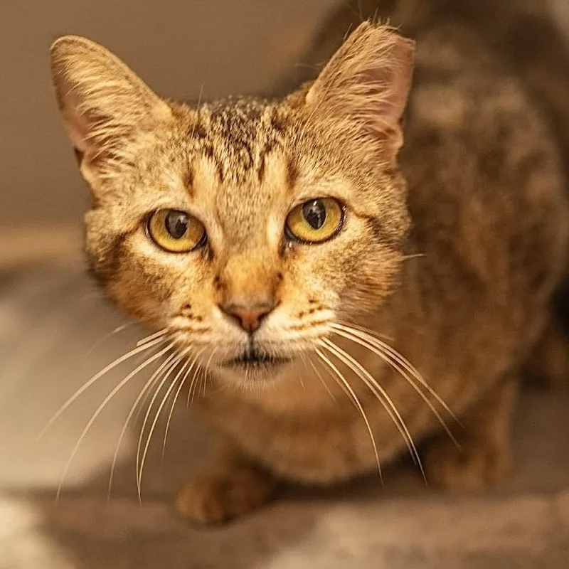 An adult medium-sized female Brown / Chocolate Domestic Short Hair cat named Vidia for adoption in Decatur, GA