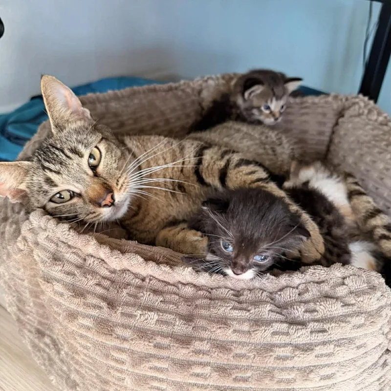A young small-sized female Torbie Domestic Short Hair cat named Siggi for adoption in Tampa, FL