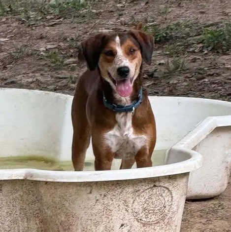 A young medium-sized male Beagle dog named Milo for adoption in Spring Hill, TN