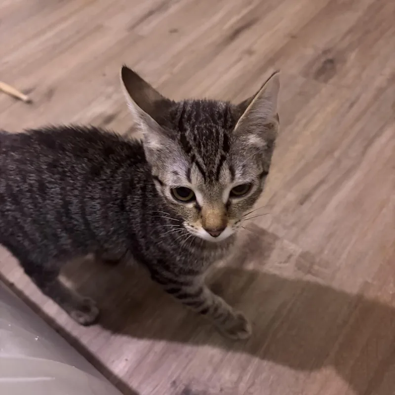 A baby small-sized female Brown / Chocolate Domestic Short Hair cat named Gamora for adoption in Naples, FL