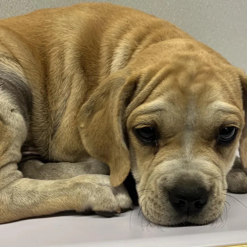 A baby small-sized male Yellow / Tan / Blond / Fawn Boxer dog named Caminero for adoption in Tampa, FL