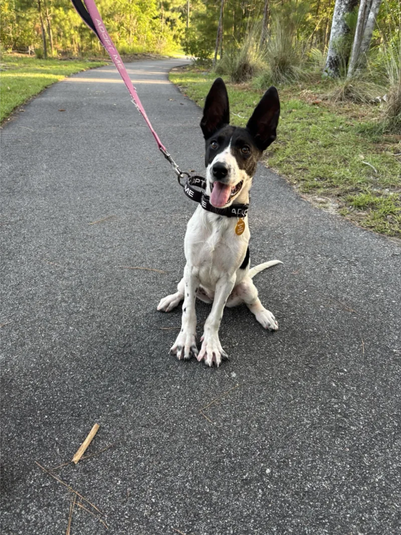 A baby medium-sized female White / Cream Mixed Breed dog named Kate Kane for adoption in Charleston, SC