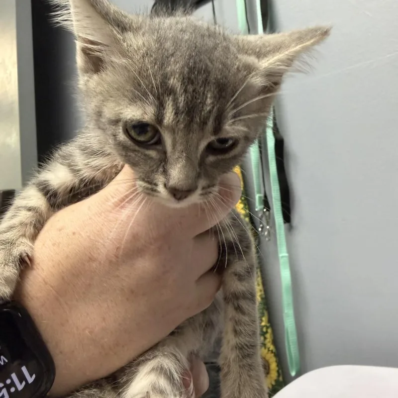 A baby small-sized female Gray / Blue / Silver Domestic Short Hair cat named Tanqueray for adoption in Marion, VA