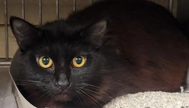 A young medium-sized female Domestic Long Hair cat named Uzi for adoption in Downey, CA
