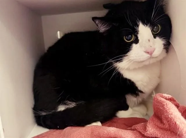 A senior large-sized male Domestic Short Hair cat named Bandit for adoption in Saint Louis, MO
