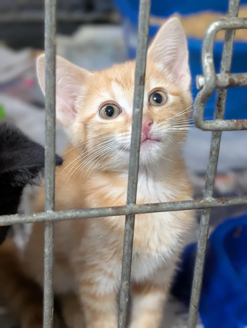A baby medium-sized male Tabby (Orange / Red) Domestic Short Hair cat named Oj for adoption in Tilton, IL