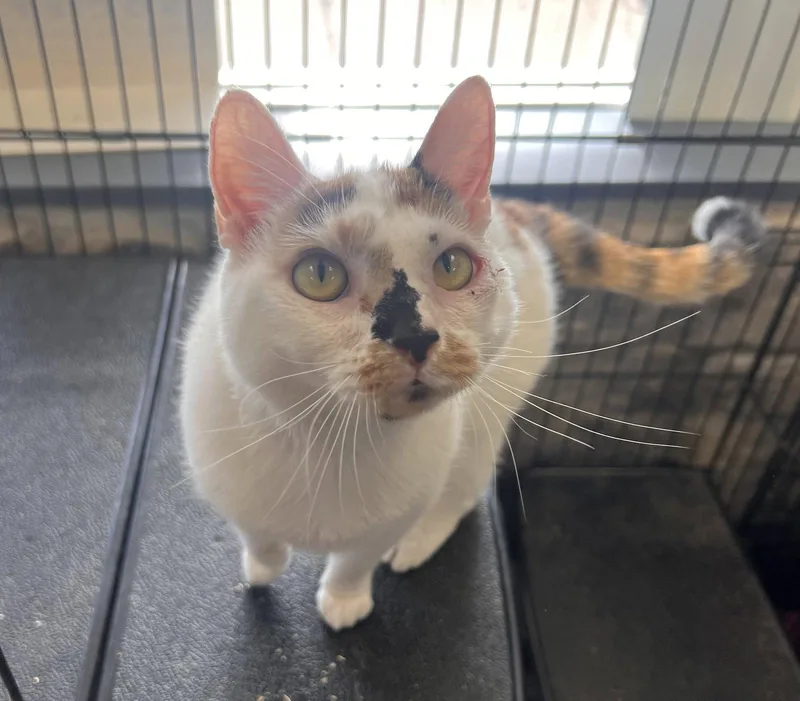 An adult medium-sized female Calico cat named Hazel for adoption in Georgetown, KY