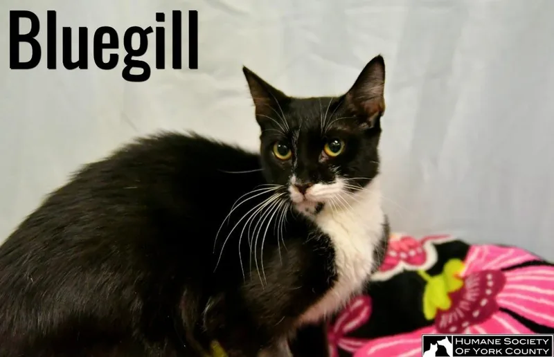 Bluegill thumbnail 2