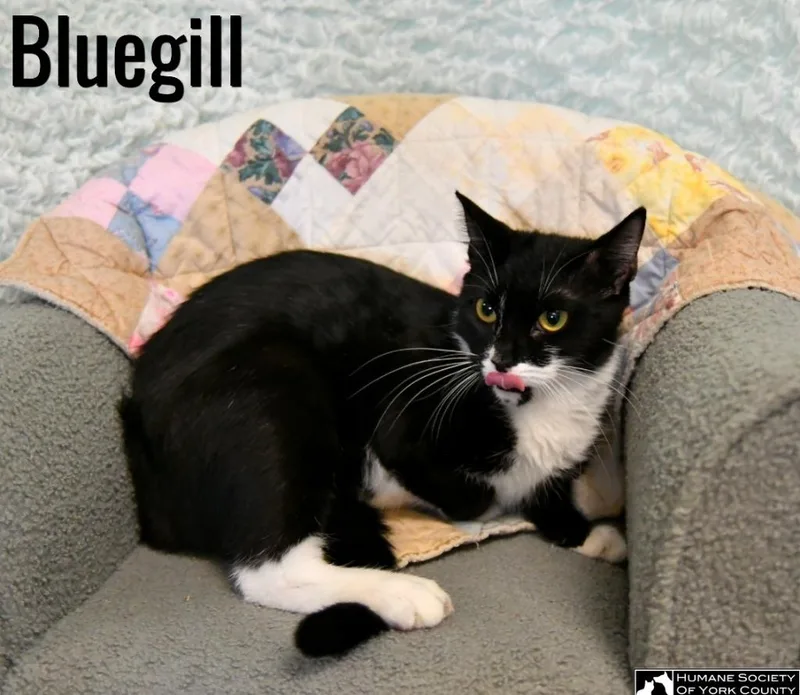 Bluegill thumbnail 3