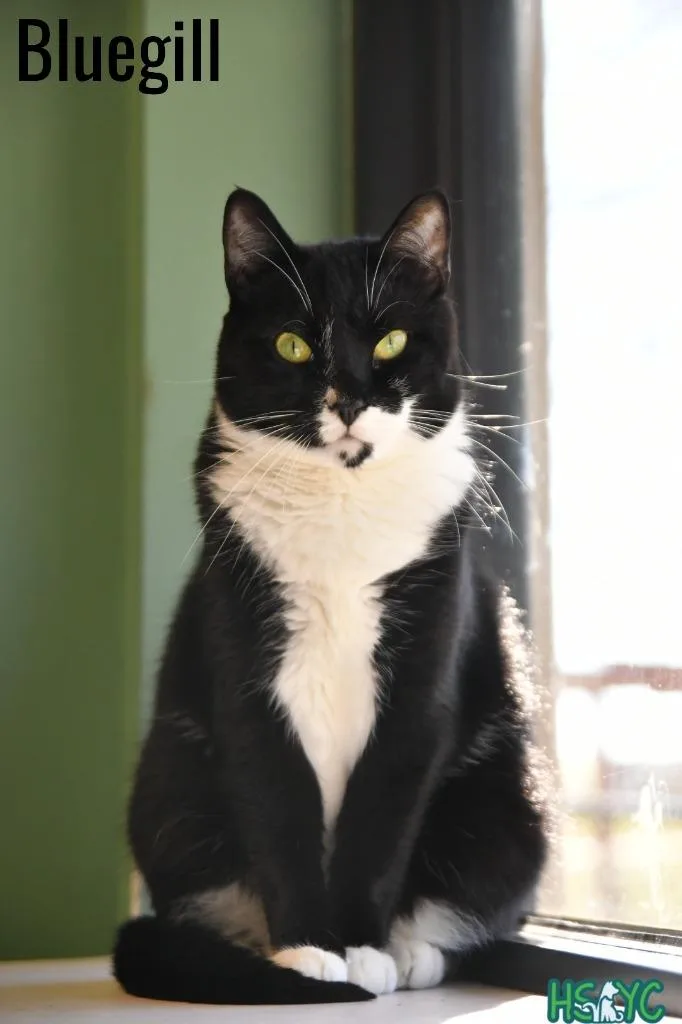 Bluegill thumbnail 4