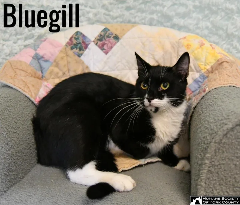 Bluegill thumbnail 5