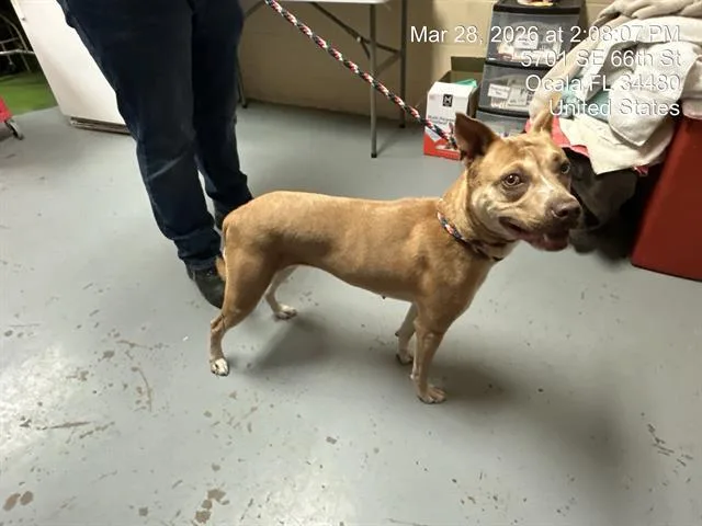 A young medium-sized female Pit Bull Terrier dog named Willow for adoption in Ocala, FL