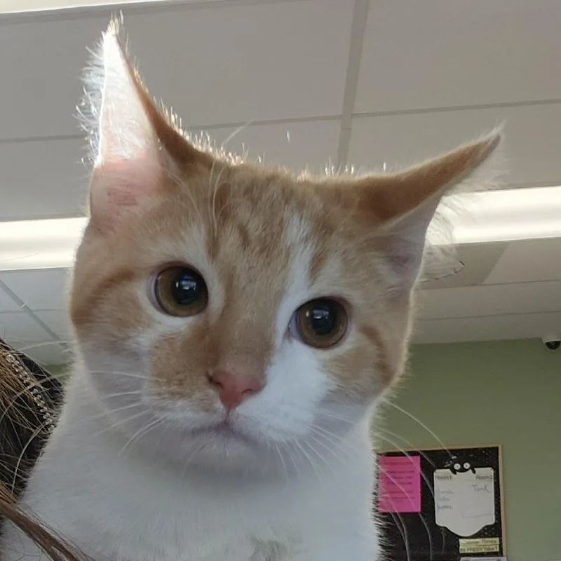A baby small-sized female Orange / Red Domestic Short Hair cat named Feta for adoption in Columbia Station, OH