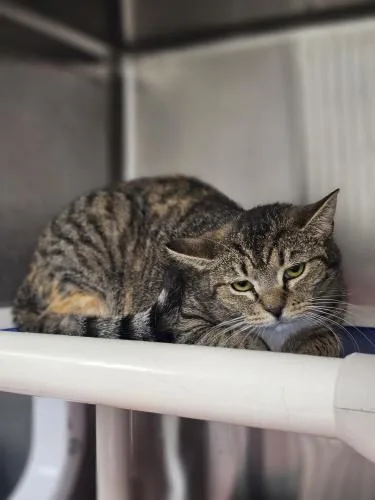 A young medium-sized female Domestic Short Hair cat named Tinkerbell and Tiger Lily for adoption in Webster, MA