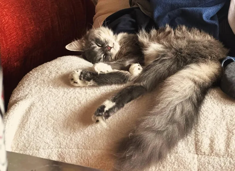 A young medium-sized female Tabby (Buff / Tan / Fawn) Domestic Long Hair cat named Hedy for adoption in Brooklyn, NY