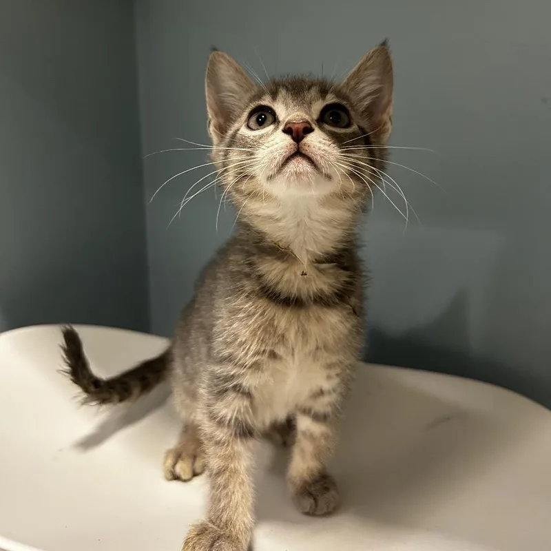 A baby small-sized male Gray / Blue / Silver Domestic Short Hair cat named Fettuccine for adoption in Chattanooga, TN