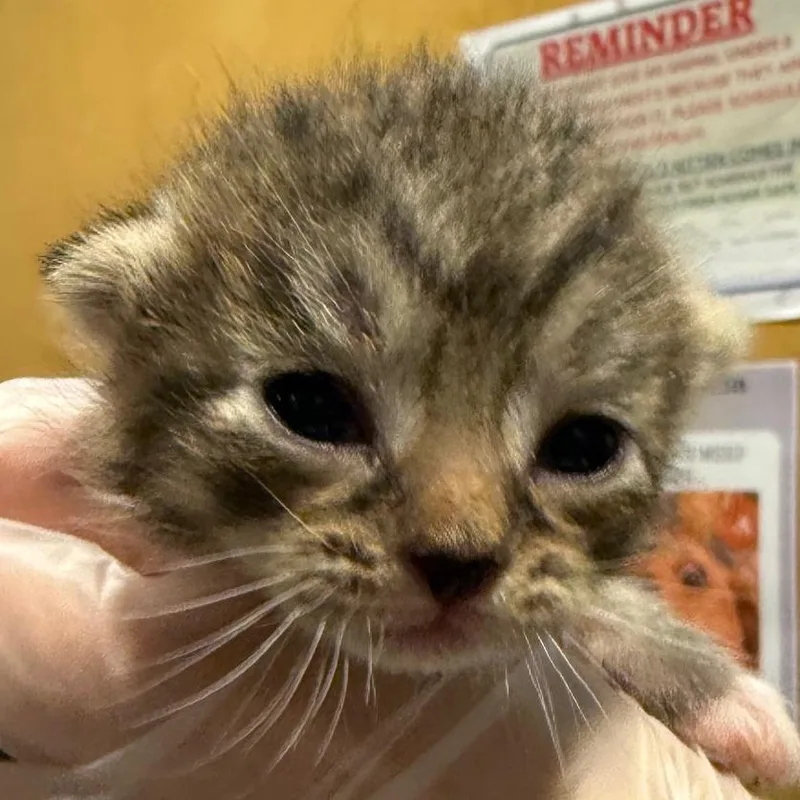 A baby small-sized female Buff / Tan / Fawn Domestic Short Hair cat named Pixie for adoption in Chattanooga, TN