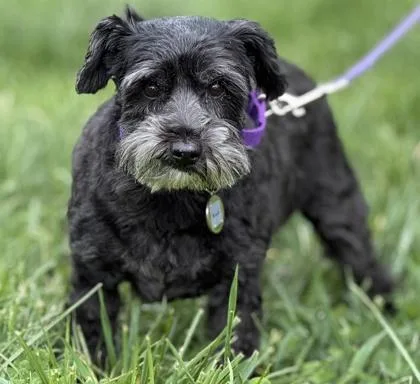 A senior small-sized female Schnauzer dog named Kiwi for adoption in Malvern, PA
