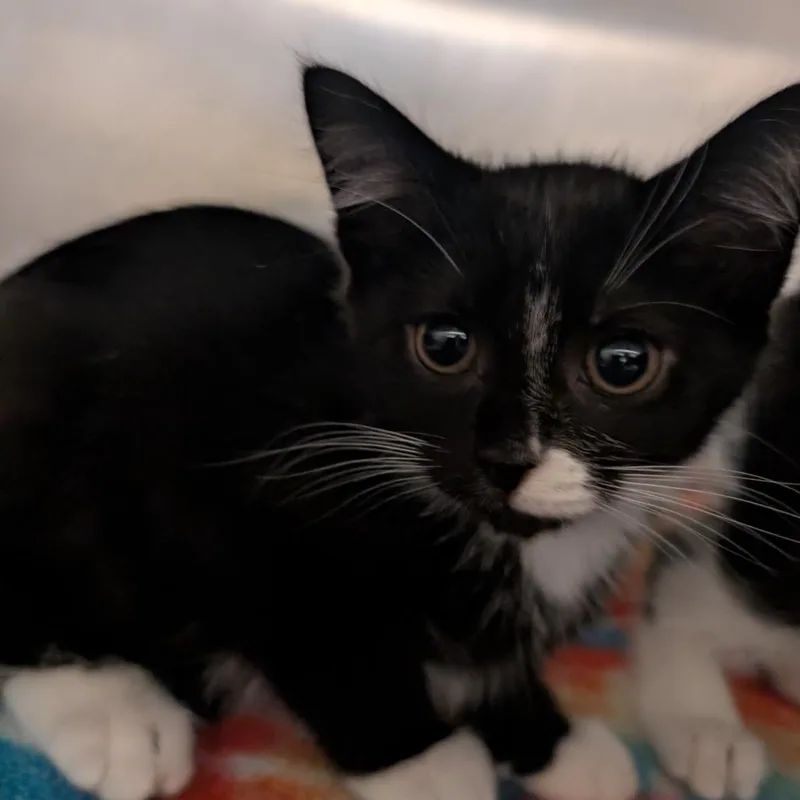 A baby small-sized female Black Domestic Short Hair cat named Chopper for adoption in York, PA
